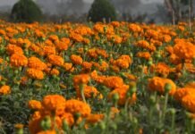 Leave The Noise For 1 Day In The Valley of Flowers In Khirai. Read Now Khirai