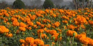 Leave The Noise For 1 Day In The Valley of Flowers In Khirai. Read Now Khirai