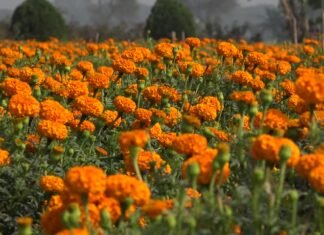 Leave The Noise For 1 Day In The Valley of Flowers In Khirai. Read Now Khirai