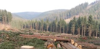 Deforestation is one of the main concerns of the present age!! Humans are major cause of deforestation!! deforestation