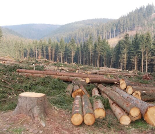 Deforestation is one of the main concerns of the present age!! Humans are major cause of deforestation!! deforestation