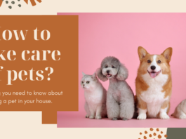How to take care of pets?