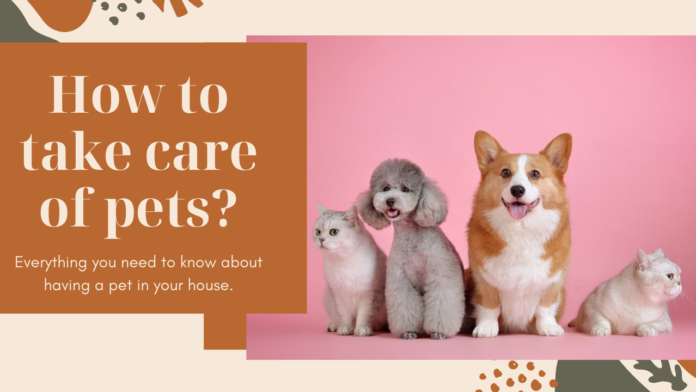 How to take care of pets?