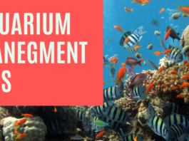 Best 9 Aquarium Management Tips