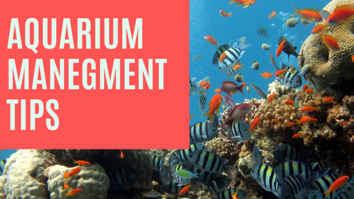 Best 9 Aquarium Management Tips