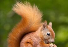 Vanishing squirrels in 2021:Find out exactly whey are the cute furry friends disappearing? squirrels