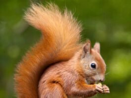 Vanishing squirrels in 2021:Find out exactly whey are the cute furry friends disappearing? squirrels