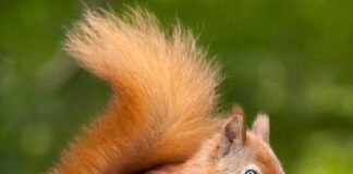 Vanishing squirrels in 2021:Find out exactly whey are the cute furry friends disappearing? squirrels
