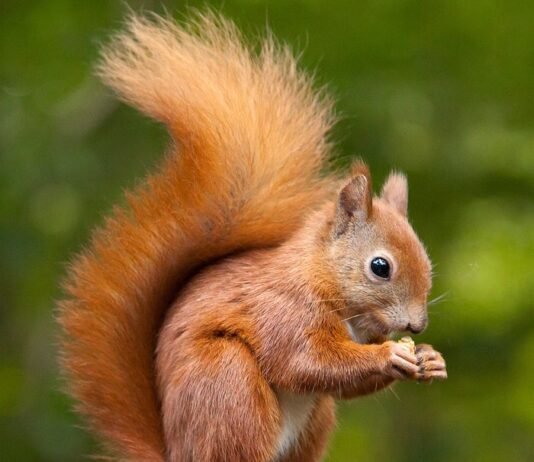Vanishing squirrels in 2021:Find out exactly whey are the cute furry friends disappearing? squirrels