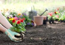 Gardening: the 5 incredible flowers your garden should definitely have! garden