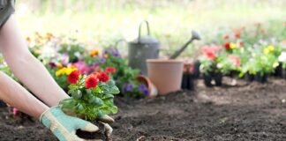 Gardening: the 5 incredible flowers your garden should definitely have! garden