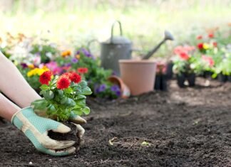 Gardening: the 5 incredible flowers your garden should definitely have! garden