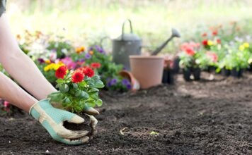 Gardening: the 5 incredible flowers your garden should definitely have! garden
