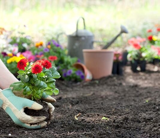 Gardening: the 5 incredible flowers your garden should definitely have! garden