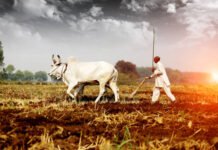 “PAIN of A FARMER”: Crop damage due to season and others in 2020. farmer, crop destruction