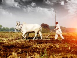 farmer, crop destruction
