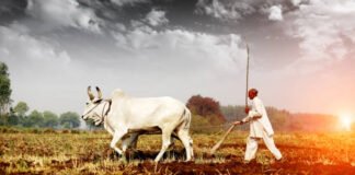 “PAIN of A FARMER”: Crop damage due to season and others in 2020. farmer, crop destruction