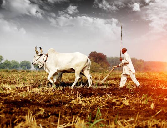 “PAIN of A FARMER”: Crop damage due to season and others in 2020. farmer, crop destruction