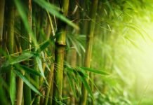 The Planet is Ageing: 3 exclusive pointers that everyone must do to protect Mother Earth. the plant is ageing