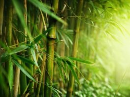 The Planet is Ageing: 3 exclusive pointers that everyone must do to protect Mother Earth. the plant is ageing