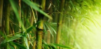 The Planet is Ageing: 3 exclusive pointers that everyone must do to protect Mother Earth. the plant is ageing