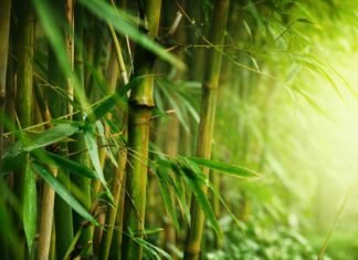 The Planet is Ageing: 3 exclusive pointers that everyone must do to protect Mother Earth. the plant is ageing