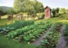 Organic Gardening Organic Gardening