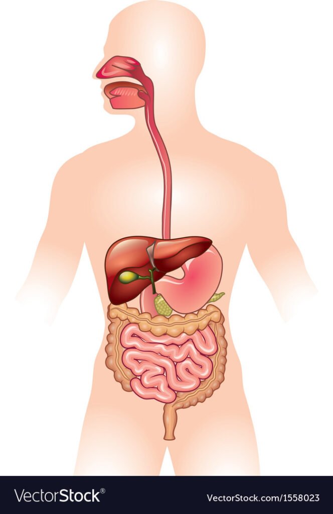 human digestive system vector 1558023