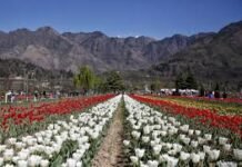 Life of Kashmiris through The Kashmir Conflict. https://www.unveil.press.kashmir/?p=6246