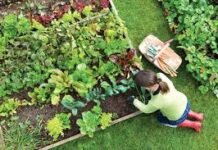 Gardening: Tips and ideas for beginners. Gardening