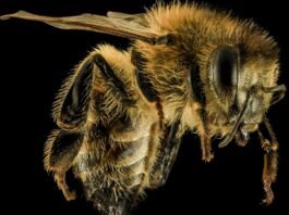 5 terrible insect information! You will feel uncomfortable seeing that.