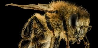 5 terrible insect information! You will feel uncomfortable seeing that.