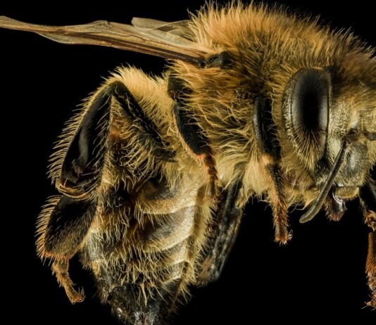 5 terrible insect information! You will feel uncomfortable seeing that.