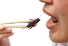 Eating crickets in 2021: is it beneficial or not? crickets