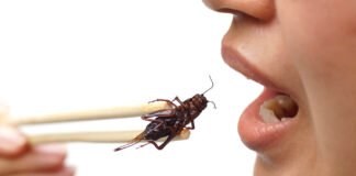 Eating crickets in 2021: is it beneficial or not? crickets
