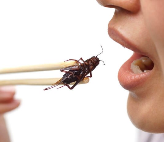 Eating crickets in 2021: is it beneficial or not? crickets