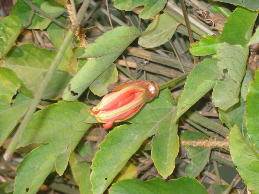 Visit in JAN 2019 :Deulti: Nature and ‘Sharad Kutir’ calling: Memory of Pre Covid Bright days. 5 DSCN0548