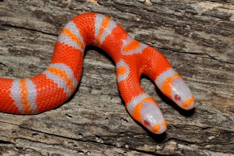 Lampropeltis triangulum hondurensis TwoHeaded cb2011 A4 ed 768x512 1