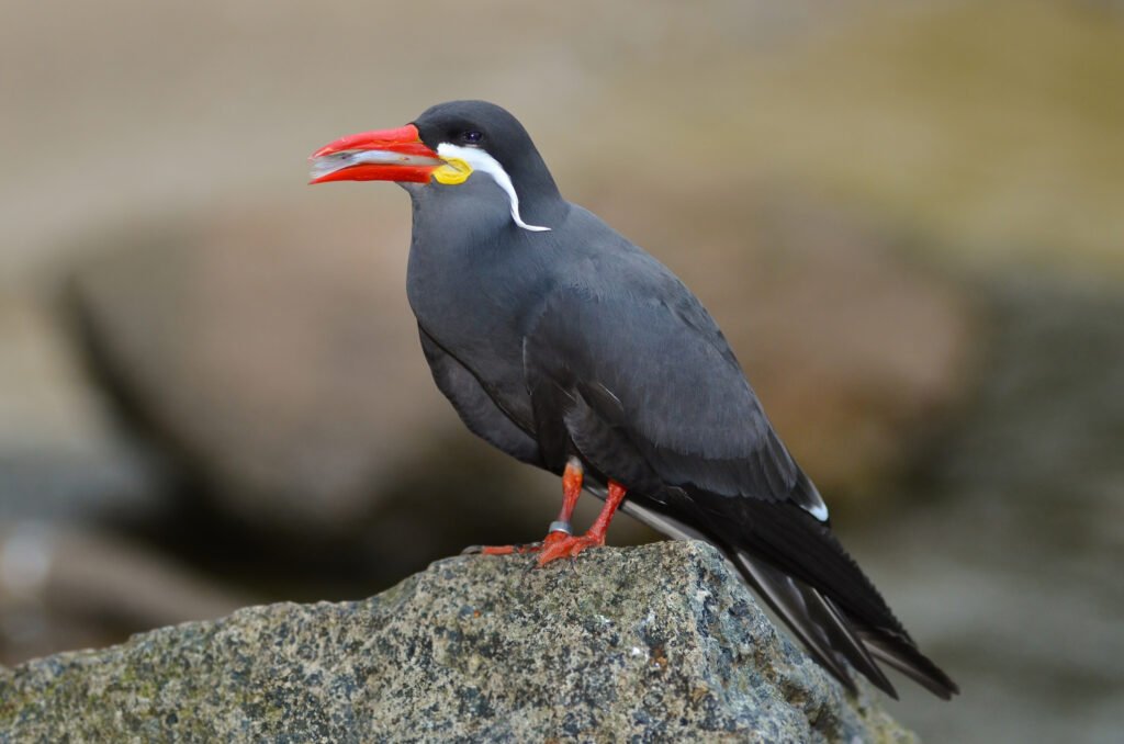 Larosterna inca Inca Tern Inkaseeschwalbe Weltvogelpark Walsrode 2012 015