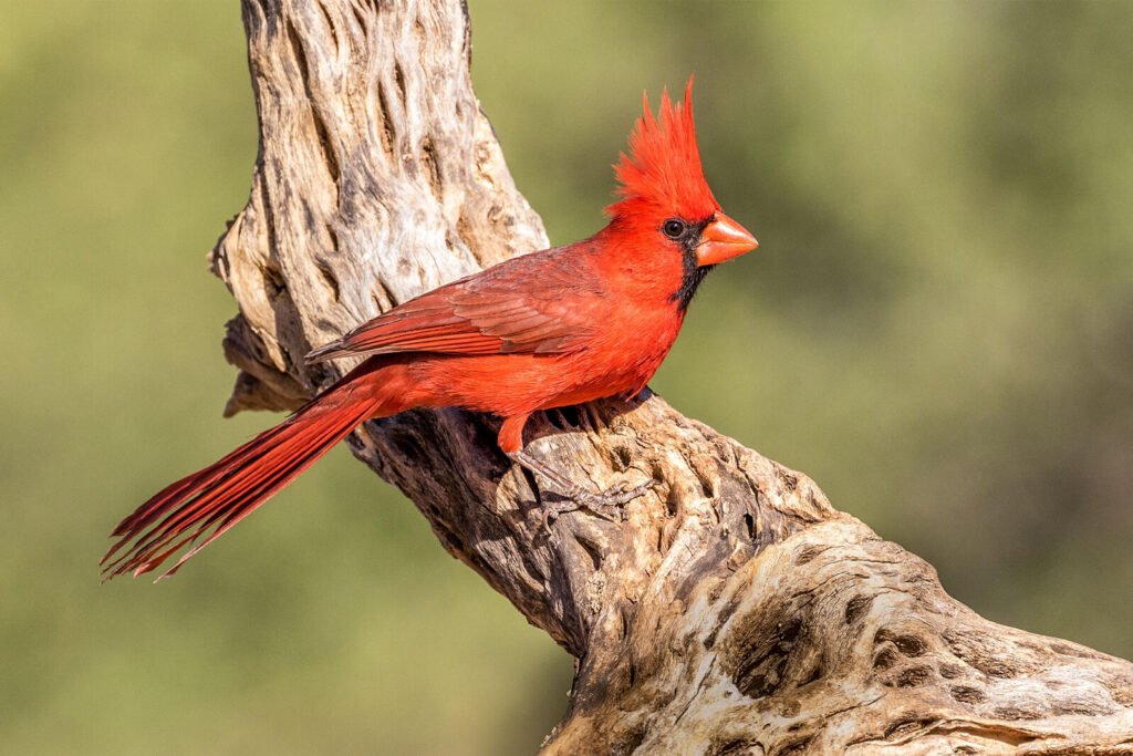 Learn about 5 strange species of birds! Not everyone has the good fortune to see that. 3 aud apa 2018 northern cardinal a1 6922 1 kk photo douglas chewning lbocchiaroaudubon.org