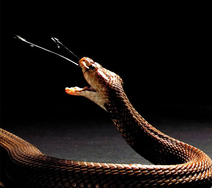 cobra spitting venom