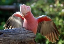 Learn about 5 strange species of birds! Not everyone has the good fortune to see that. Bird