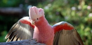 Learn about 5 strange species of birds! Not everyone has the good fortune to see that. Bird