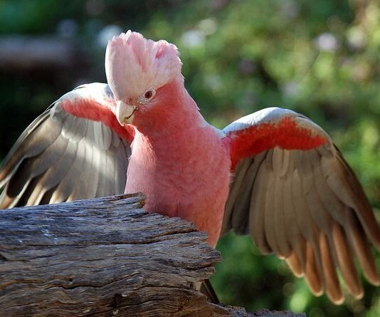 Learn about 5 strange species of birds! Not everyone has the good fortune to see that. Bird