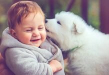 Dog Care : How to keep and take care of your pet dog. Dog