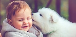 Dog Care : How to keep and take care of your pet dog. Dog