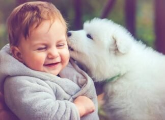 Dog Care : How to keep and take care of your pet dog. Dog