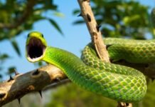 Are you scared of snakes ? Then let’s read about 10 scary snakes in world wide part 1 Snakes