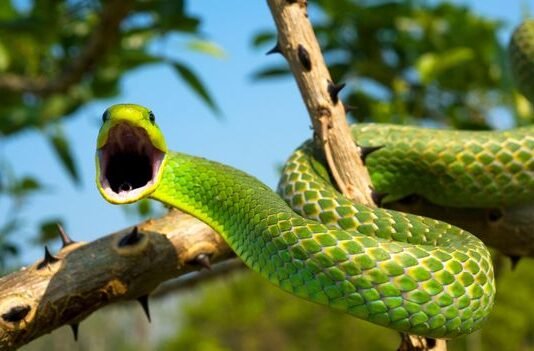 Are you scared of snakes ? Then let’s read about 10 scary snakes in world wide part 1 Snakes