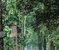 The beauty of North Bengal: 5 places to visit in the land of rivers, tea and forests! beauty